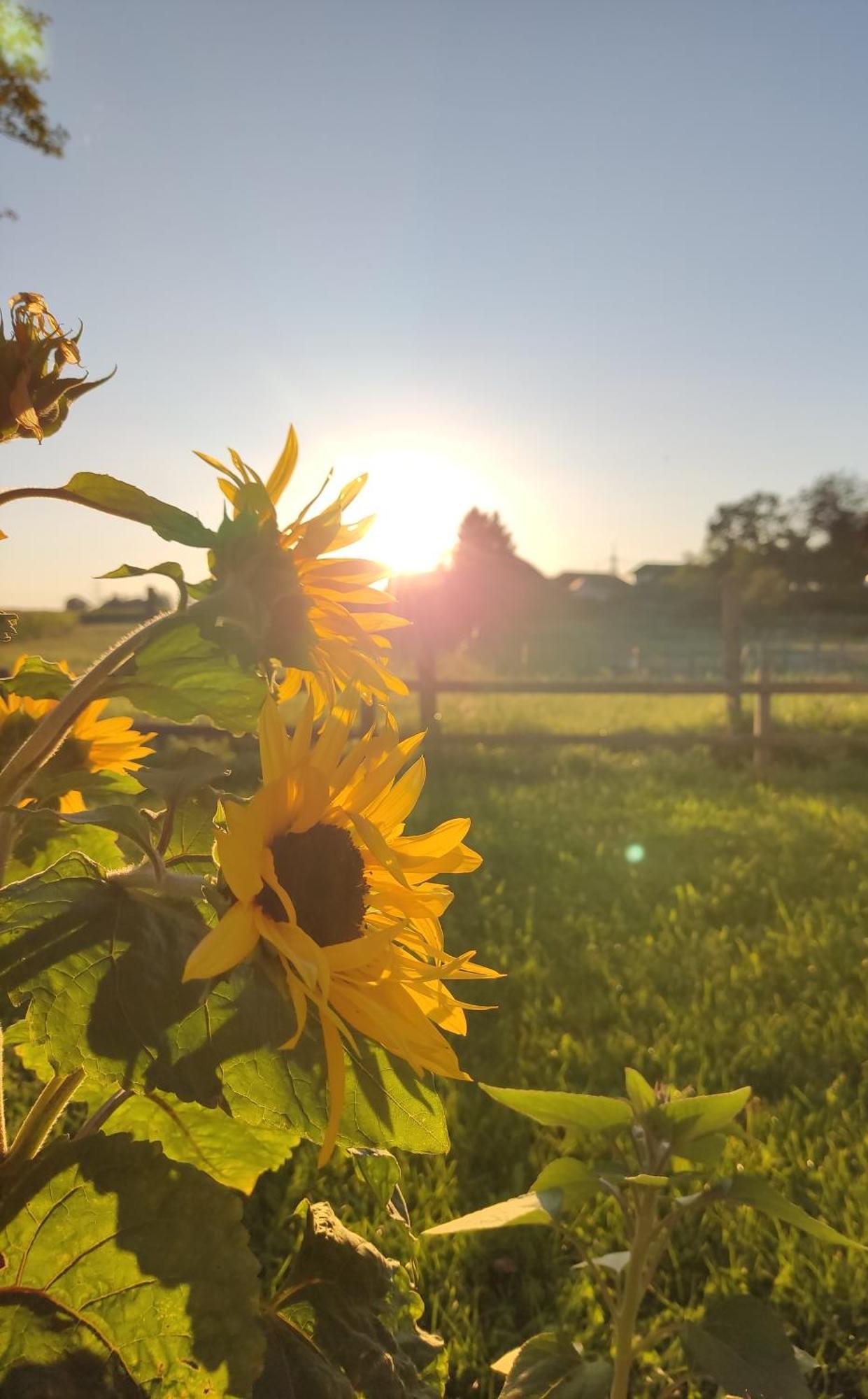 Die Sonnenblume Sankt Kanzian am Klopeiner See Exterior foto